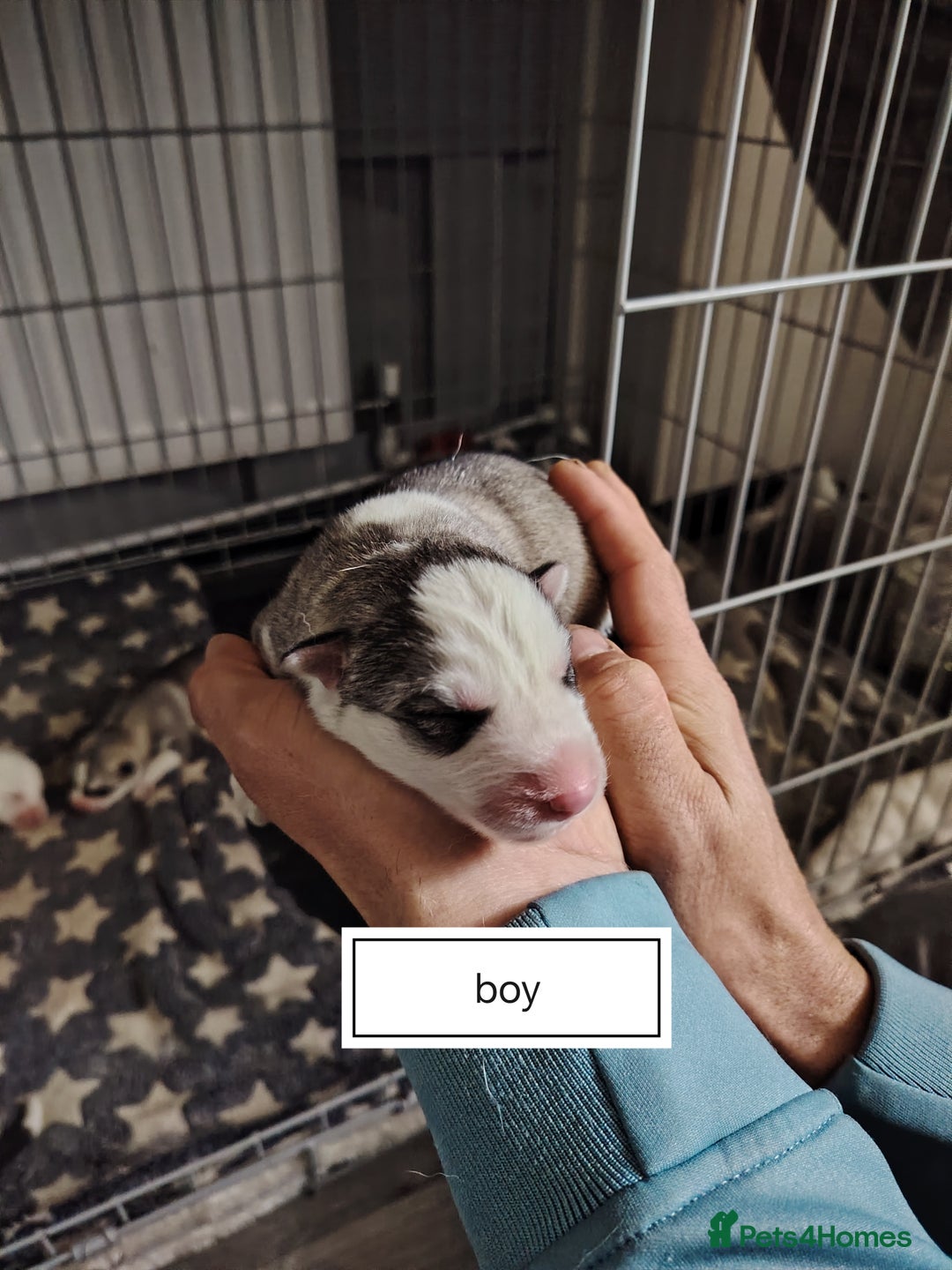 Siberian Husky dogs for sale: Siberian huskys puppys - Image 6