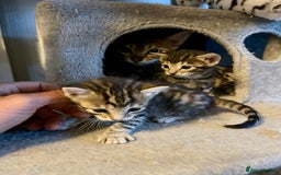 Bengal cats for sale: Beatiful bengal kittens.  - Image 4