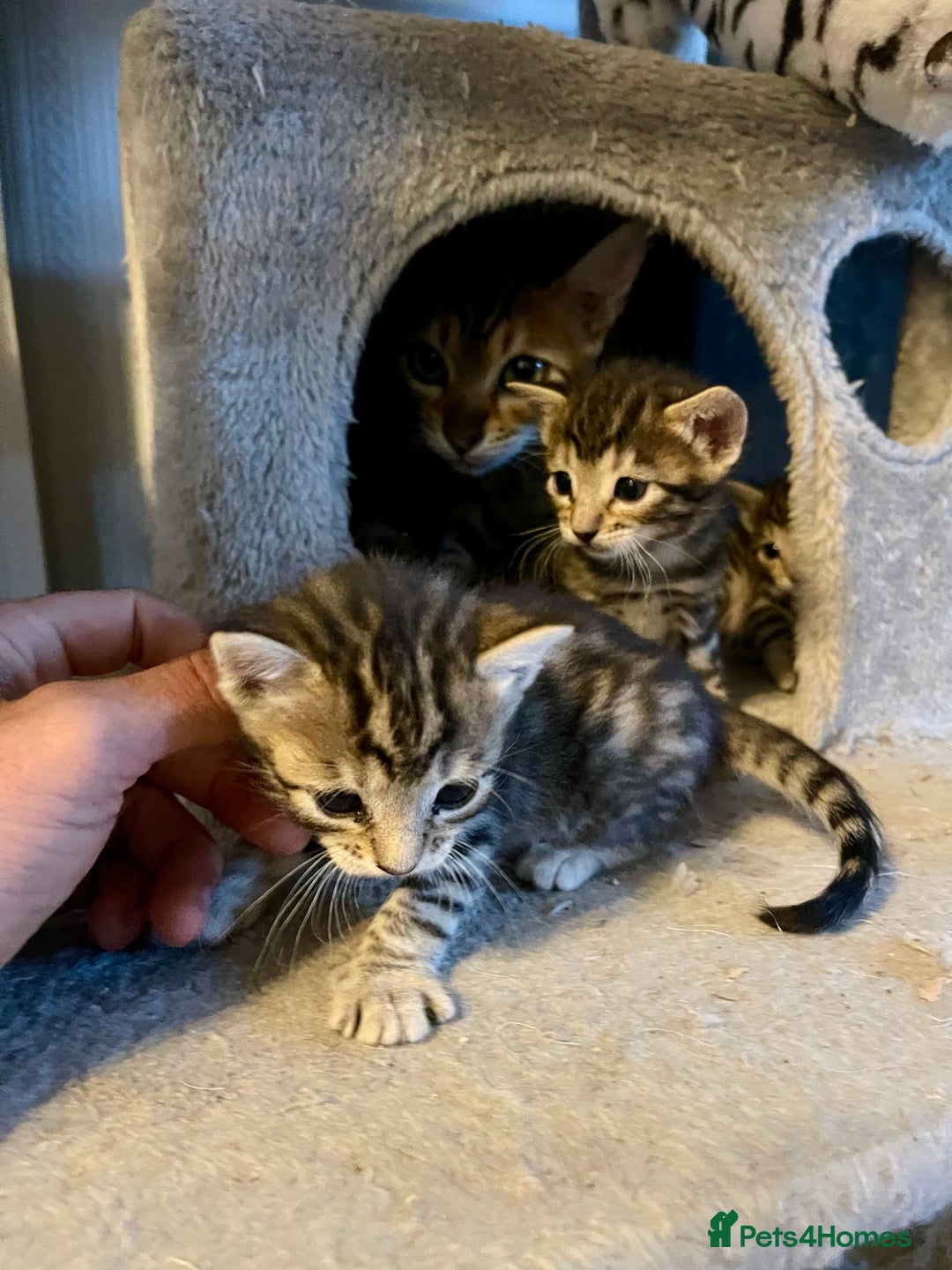 Bengal cats for sale: Beatiful bengal kittens.  - Image 4