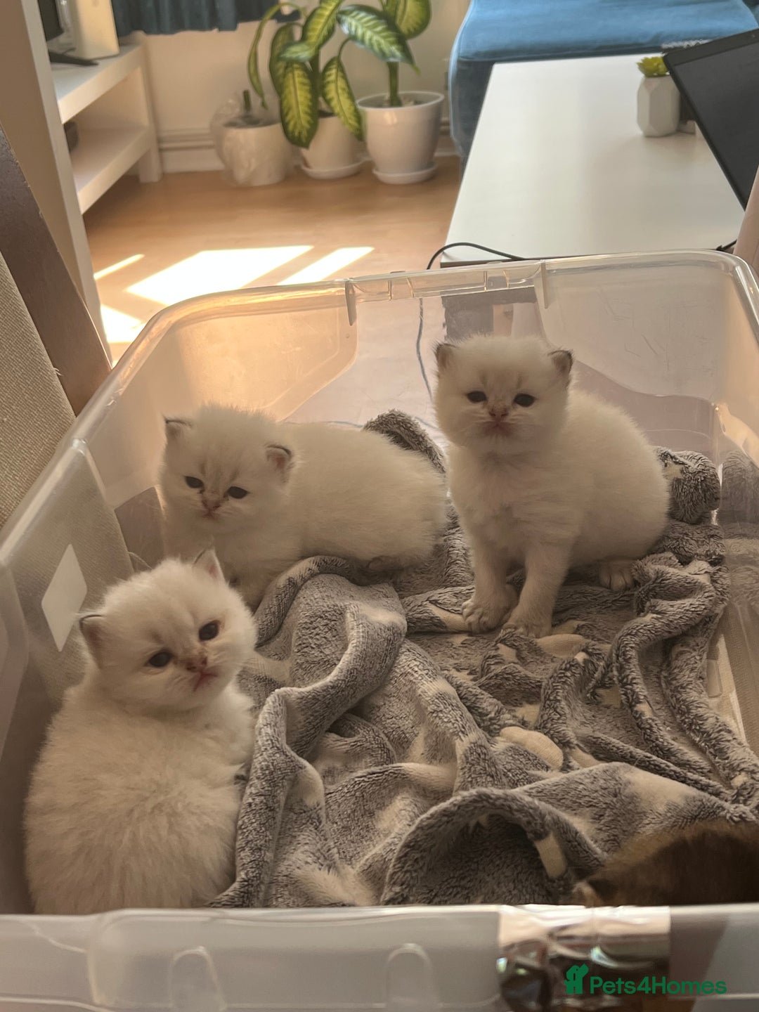British Longhair cats for sale: Stunning British Longhair Kittens Ready to collect - Image 33