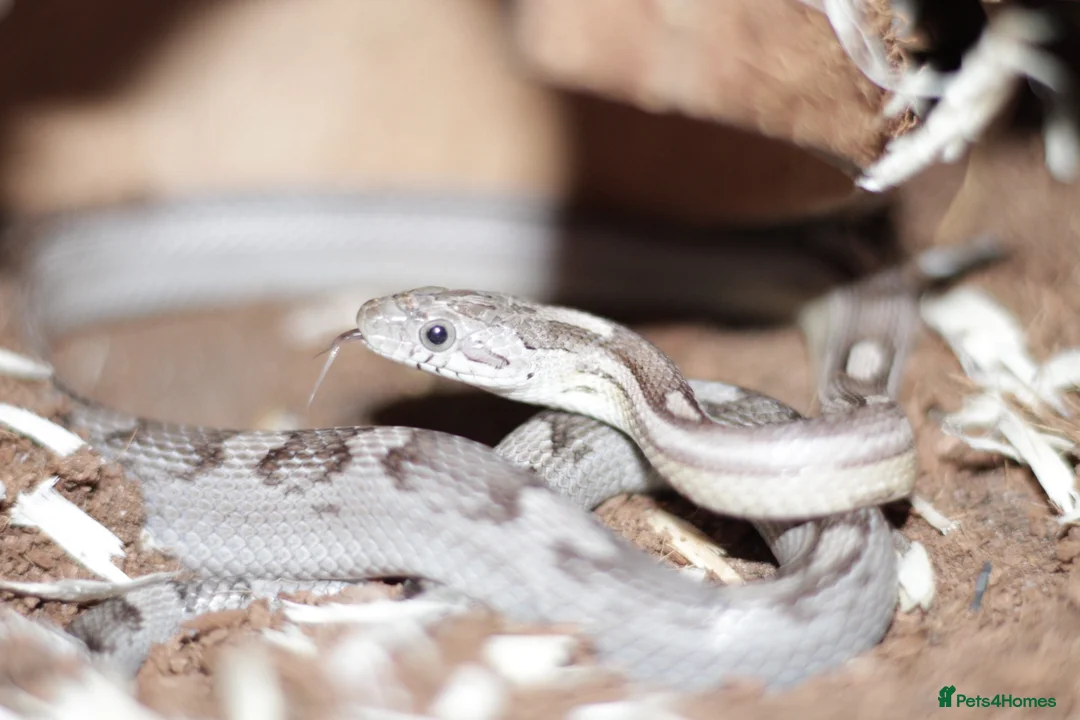 Corn Snake reptiles for sale: Corn snake  in Shrewsbury - Advert 2