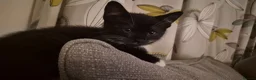 Mixed Breed cats for sale: Two female black and white kittens for sale - Advert 9