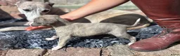 Whippet dogs for sale: Beautiful chunky KC blue fawn brindle whippet pups in Market Harborough - Advert 34