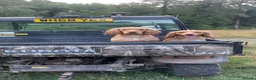Cocker Spaniel dogs for sale: Golden cocker spaniel pups  - Advert 17