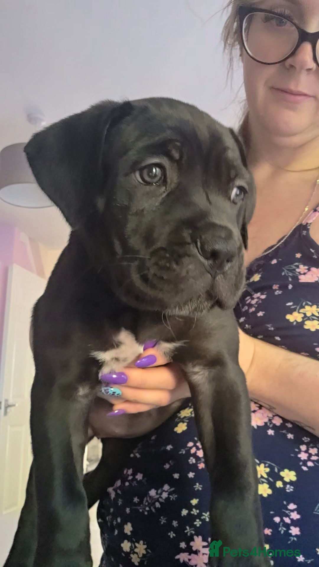 Cane Corso dogs NEW POST - Cane Corso Puppies  - Advert 1