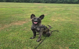 Belgian Shepherd Dog dogs for adoption: RAY - YOUNG MALE DUTCH SHEPHERD  - Image 1