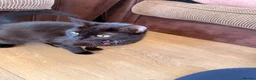 Mixed Breed cats for sale: Mane coon cross kittens  - Advert 1