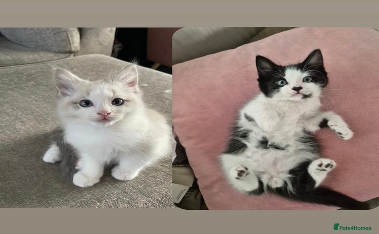Ragdoll cats - Advert 2
