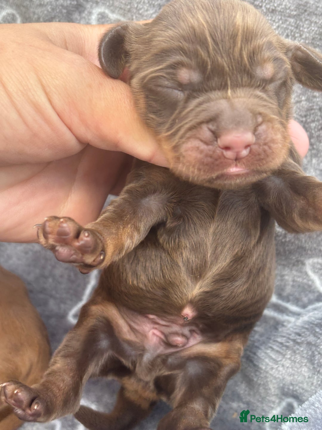 Cocker Spaniel dogs for sale: Show cocker spanials - Image 15