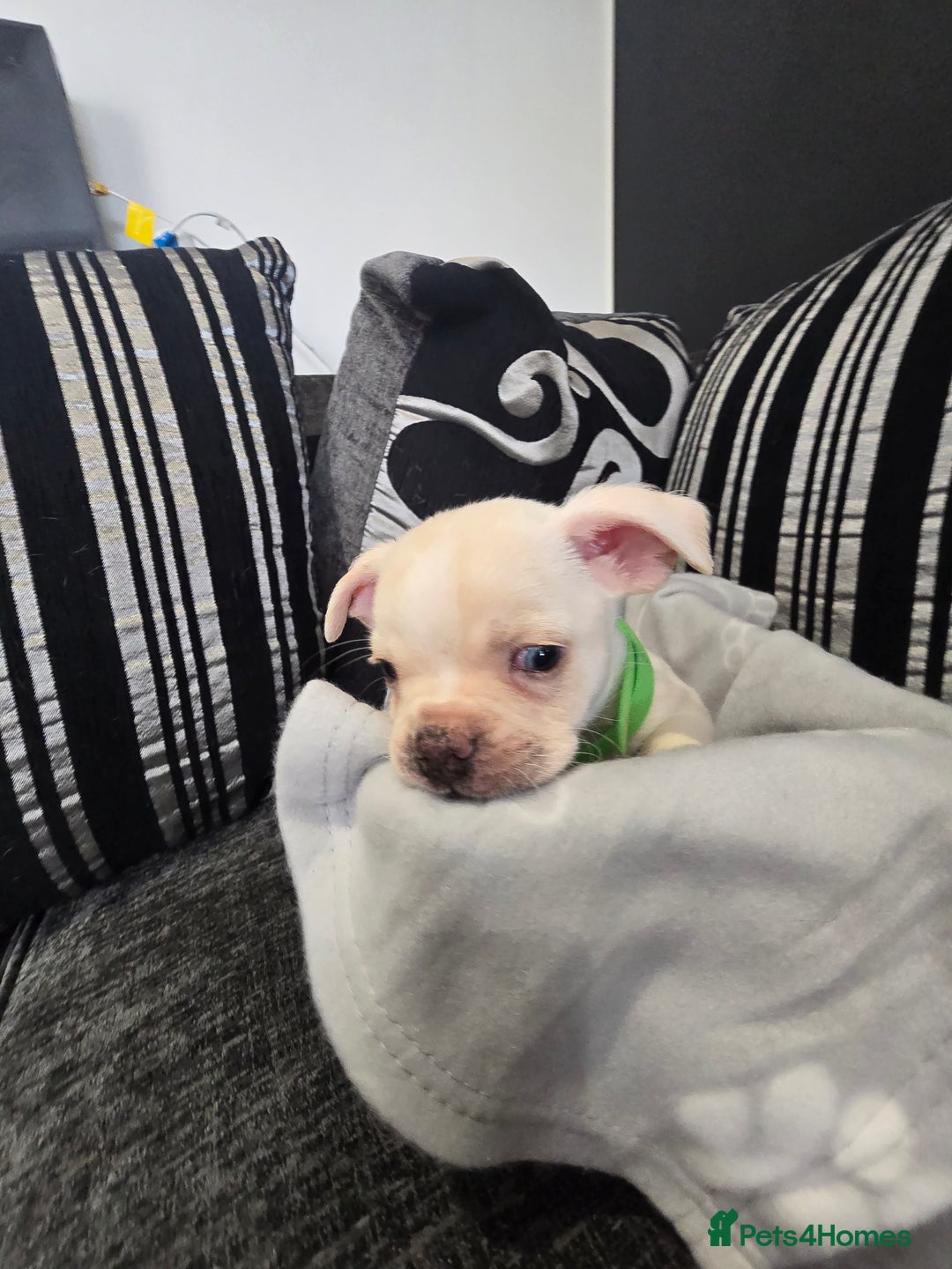 Mixed Breed dogs for sale: Puppy chugs 4 boys  - Image 7