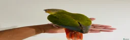 Conures birds for sale: Conure for sale - hand reared babies  in Milton Keynes - Advert 16