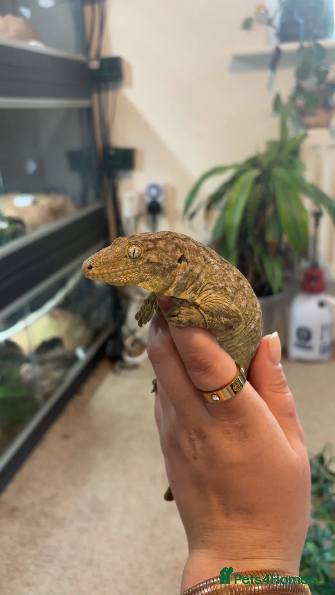 Gecko reptiles for sale: High Pink Leachie Gecko - Advert 2