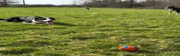Border Collie dogs for sale: 6 Stunning Border Collie Pups - Advert 2