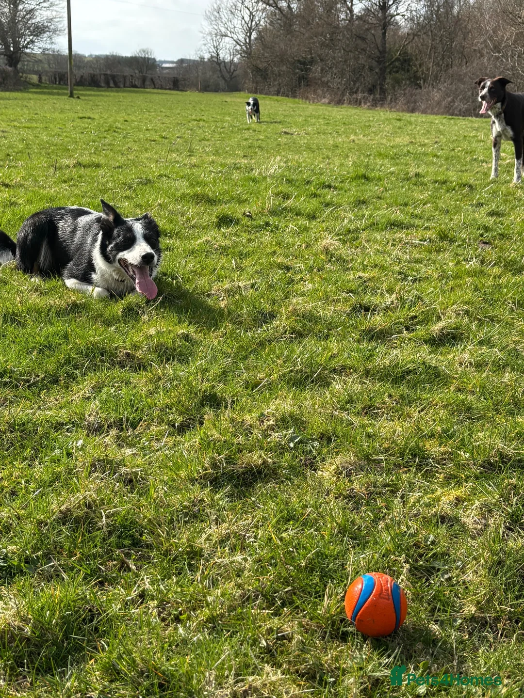Border Collie dogs for sale: 6 Stunning Border Collie Pups - Advert 2