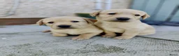 Labrador Retriever dogs for sale: Stunning, Well Bred Yellow Labrador Pups - Advert 13