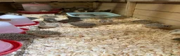 Quail poultry for sale: Coturnix quail Japanese  - Advert 1