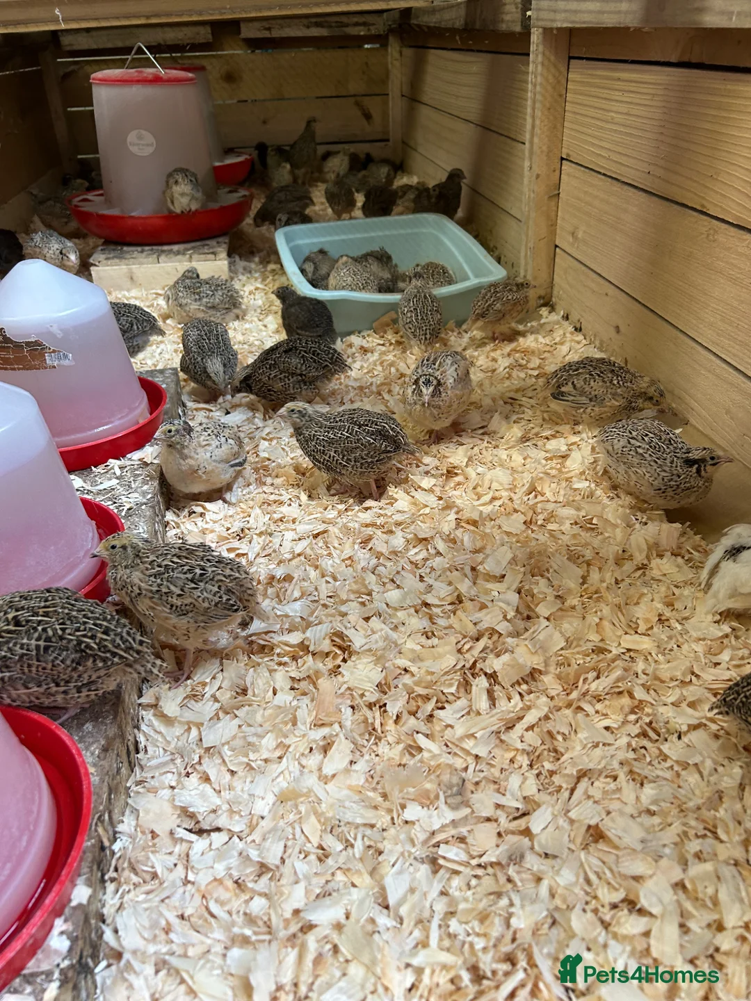 Quail poultry for sale: Coturnix quail Japanese  - Advert 1