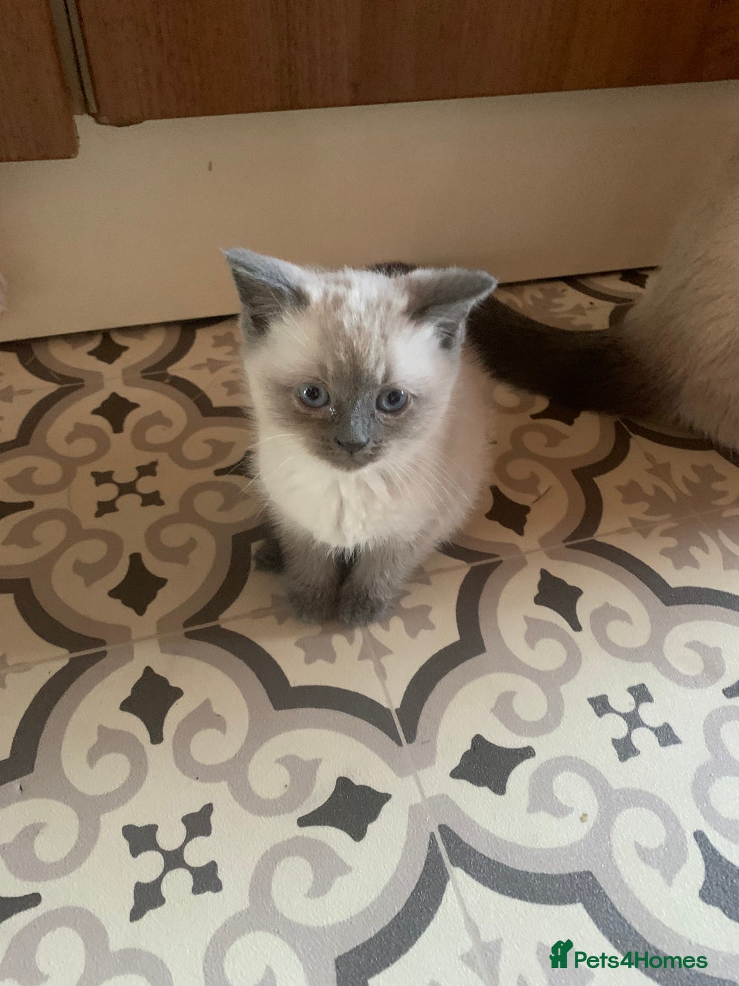 Persian cats for sale: cute 9wk old adorable bundle of joy Persian kitten - Advert 39
