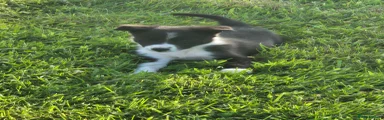 Border Collie 4