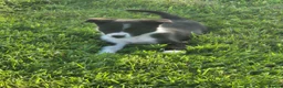 Border Collie dogs for sale: Border collie pups looking for new home - Advert 2
