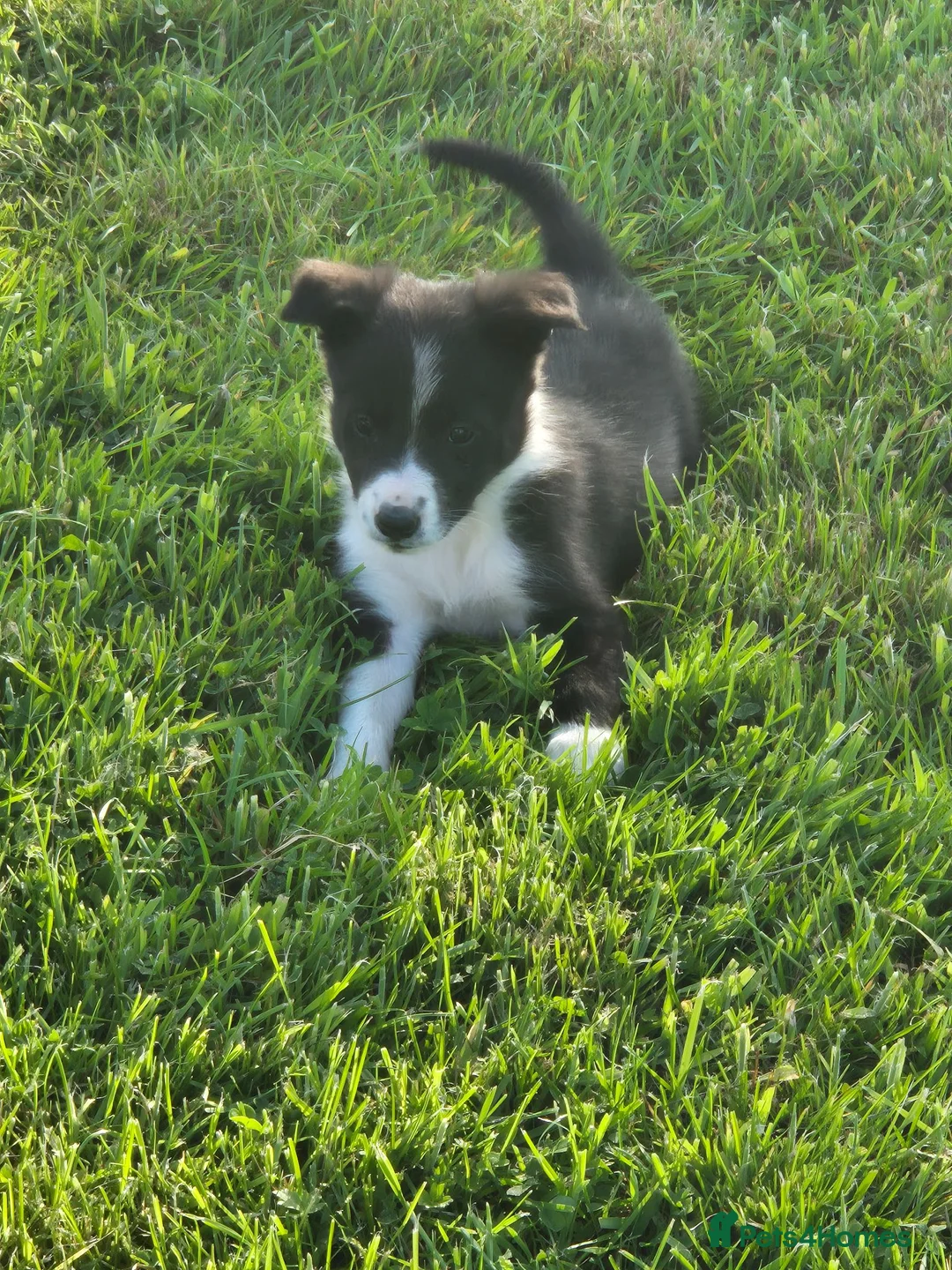 Border Collie dogs for sale: Border collie pups looking for new home - Advert 2