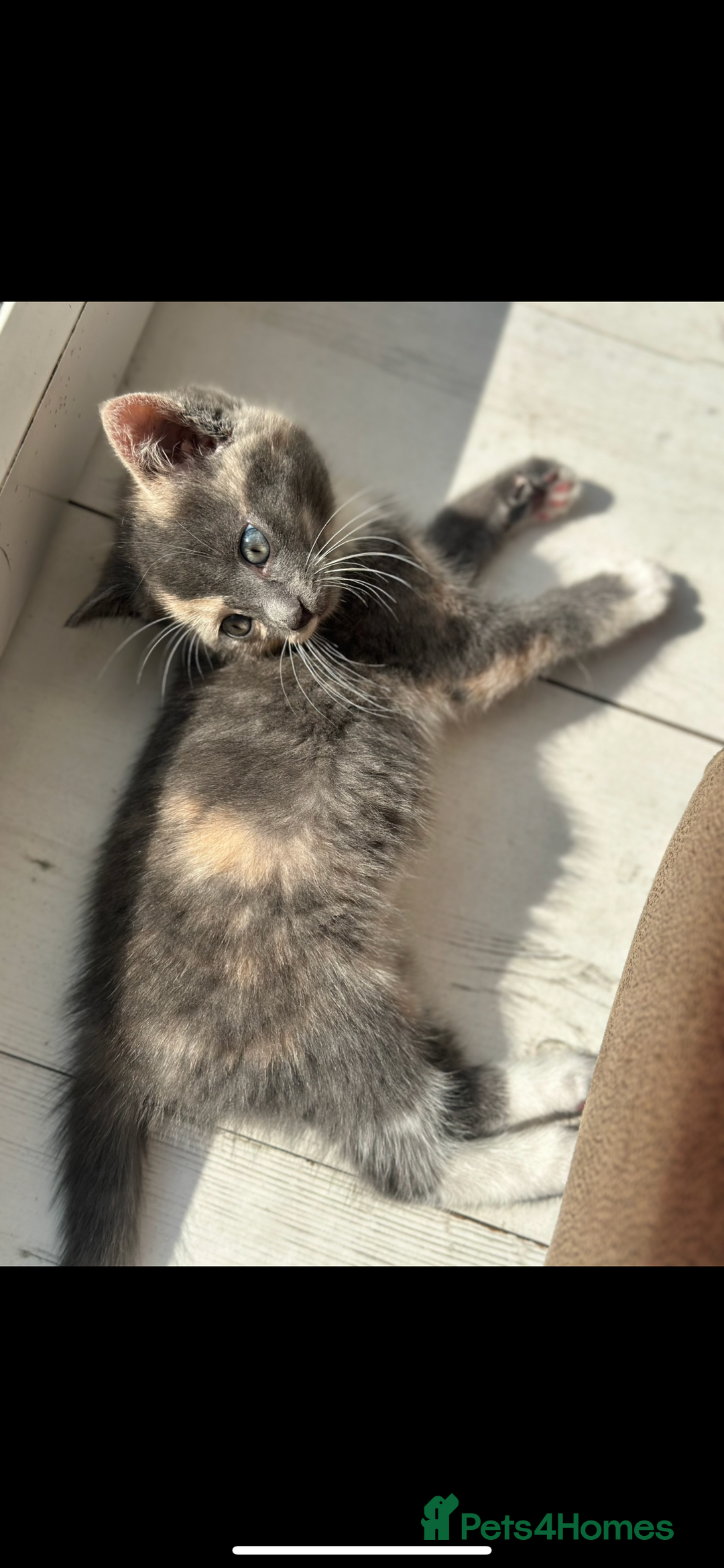 Mixed Breed cats for sale: Kitten for sale  in Slough - Image 4