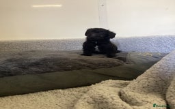 Mixed Breed dogs for sale: Whippet x bedlington - Image 8