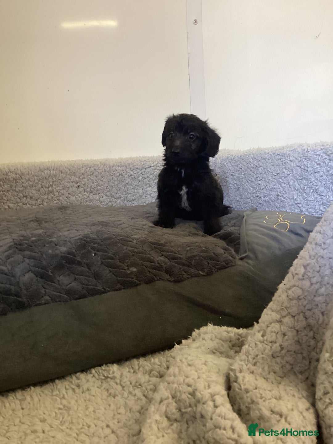 Mixed Breed dogs for sale: Whippet x bedlington - Image 8