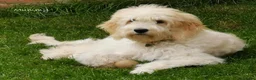 Goldendoodle dogs for sale: Health tested Australian Double Doodles - Advert 32