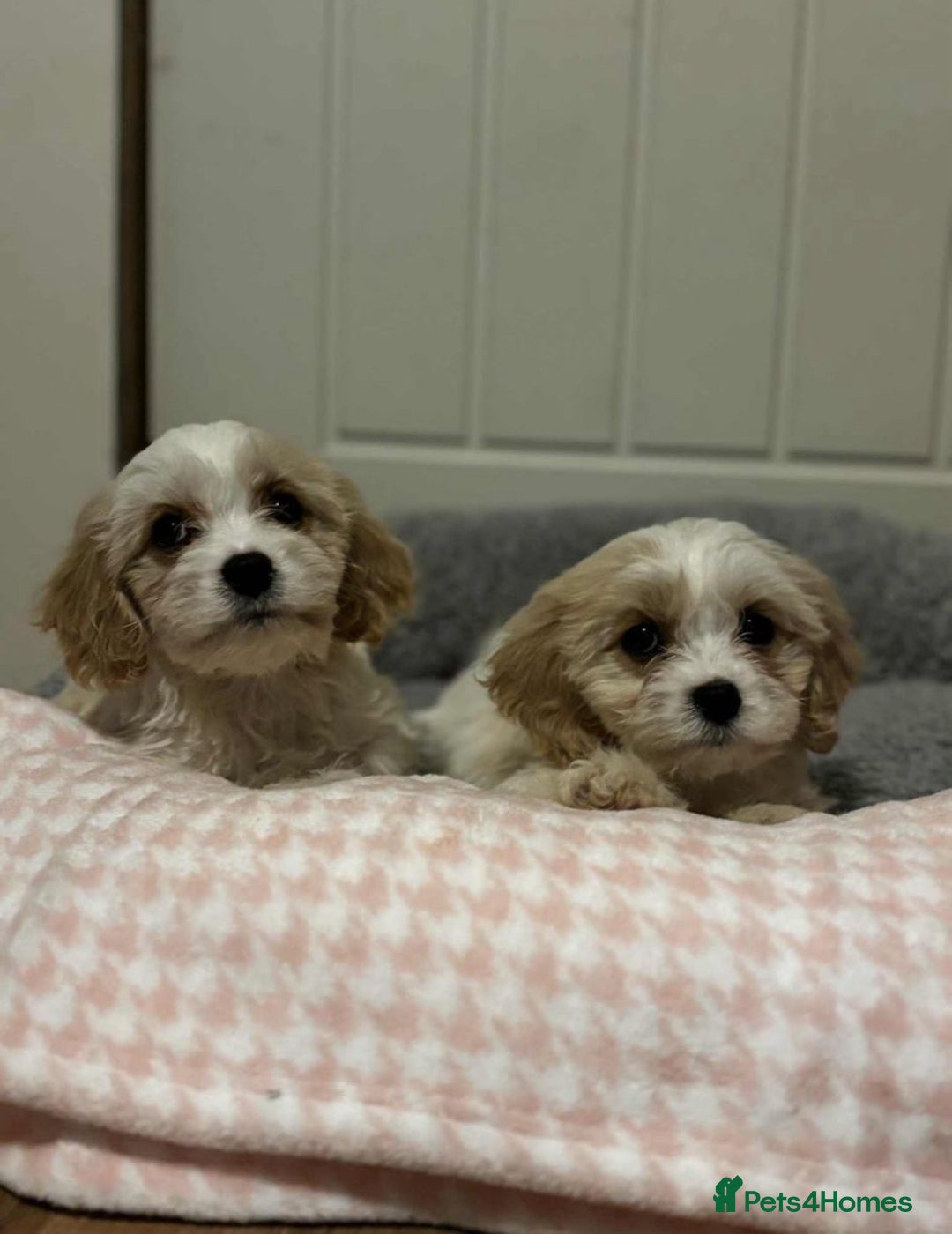 Cavachon dogs for sale: cavachon Puppies  - Advert 5