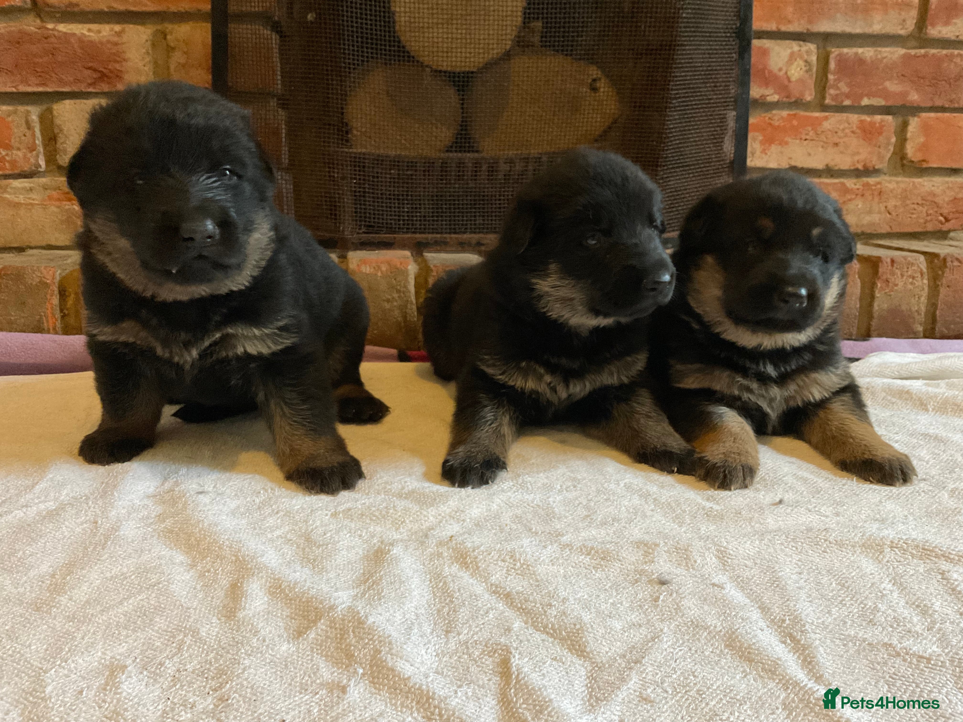 German Shepherd dogs Quality litter @icepack kennels  - Advert 3