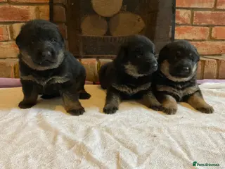 German Shepherd dogs Quality litter @icepack kennels - Advert 3