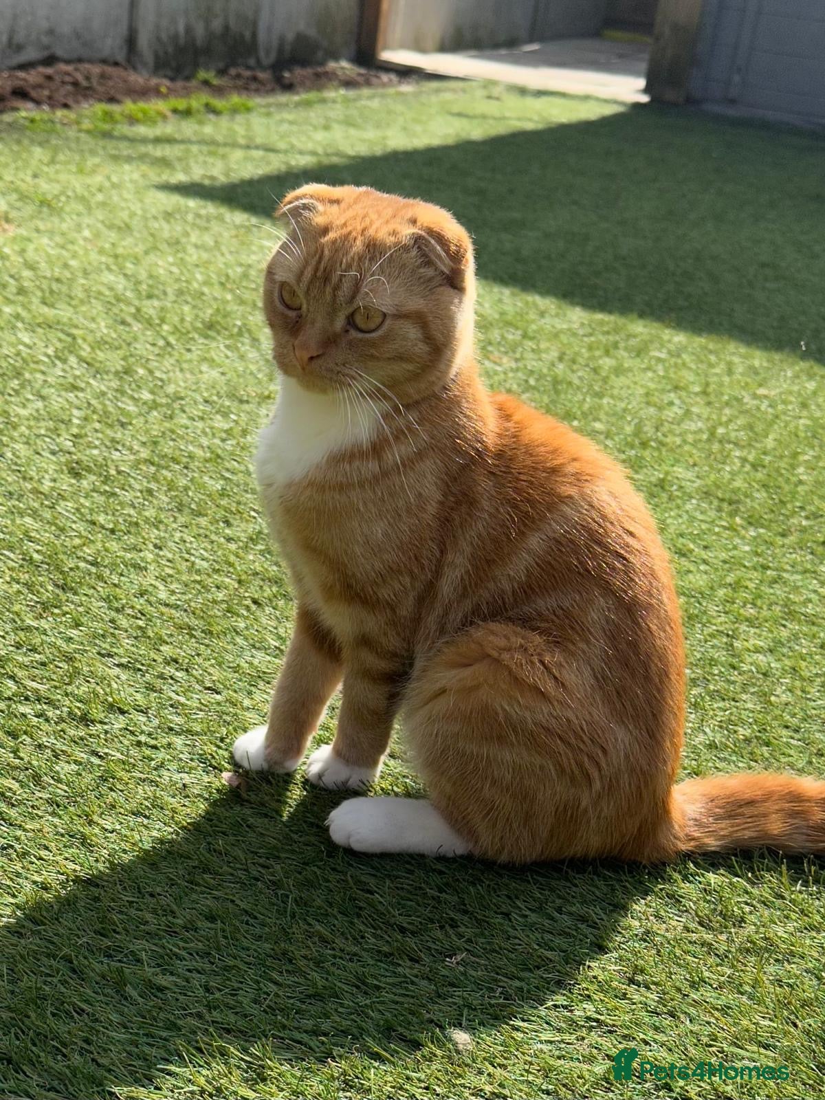 Scottish Fold cats Male scottish fold - Advert 1