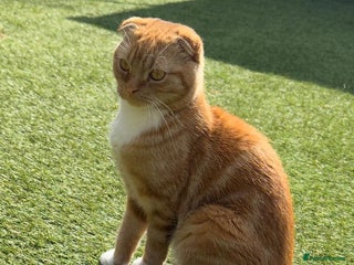 Scottish Fold cats Male scottish fold - Advert 1