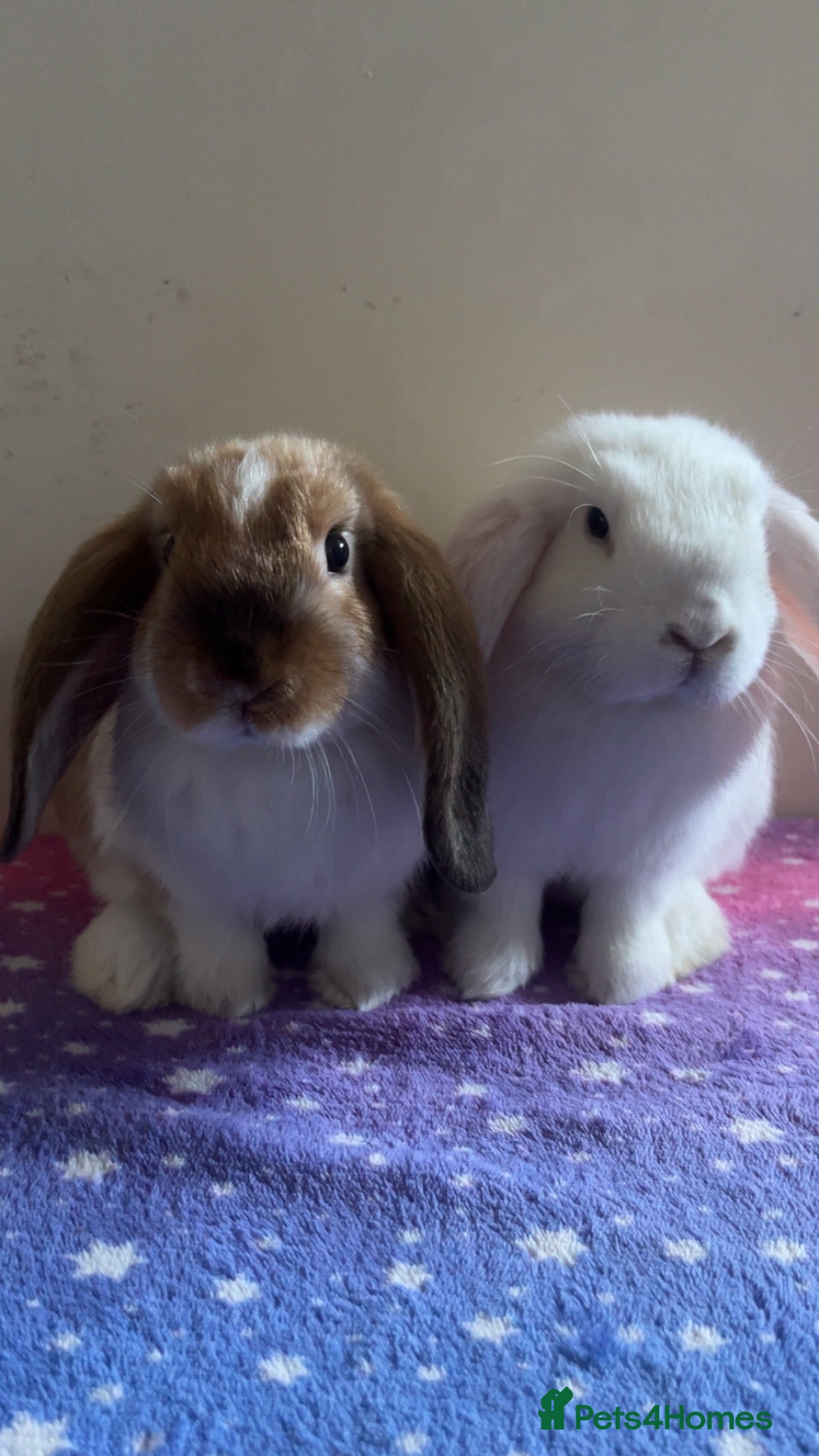 Mini Lop rabbits 2 stunning pure bred mini lops ready now - Advert 14