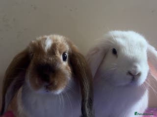 Mini Lop rabbits 2 stunning pure bred mini lops ready now - Advert 14