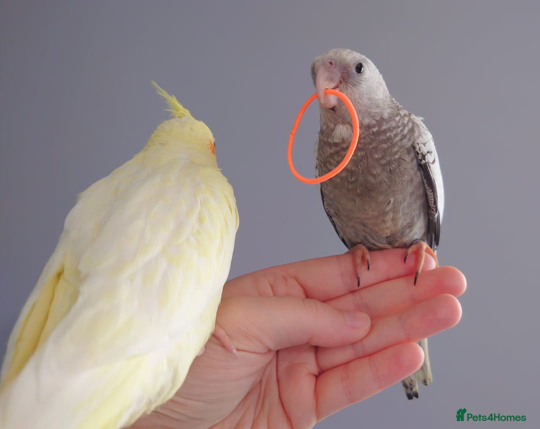 Cockatiels birds for sale: Hand reared silly tame DNA sexed baby cockatiels  - Image 33
