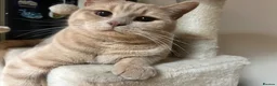 British Shorthair cats for sale: Muffin and pumpkin, both 4 year old house cats - Advert 9