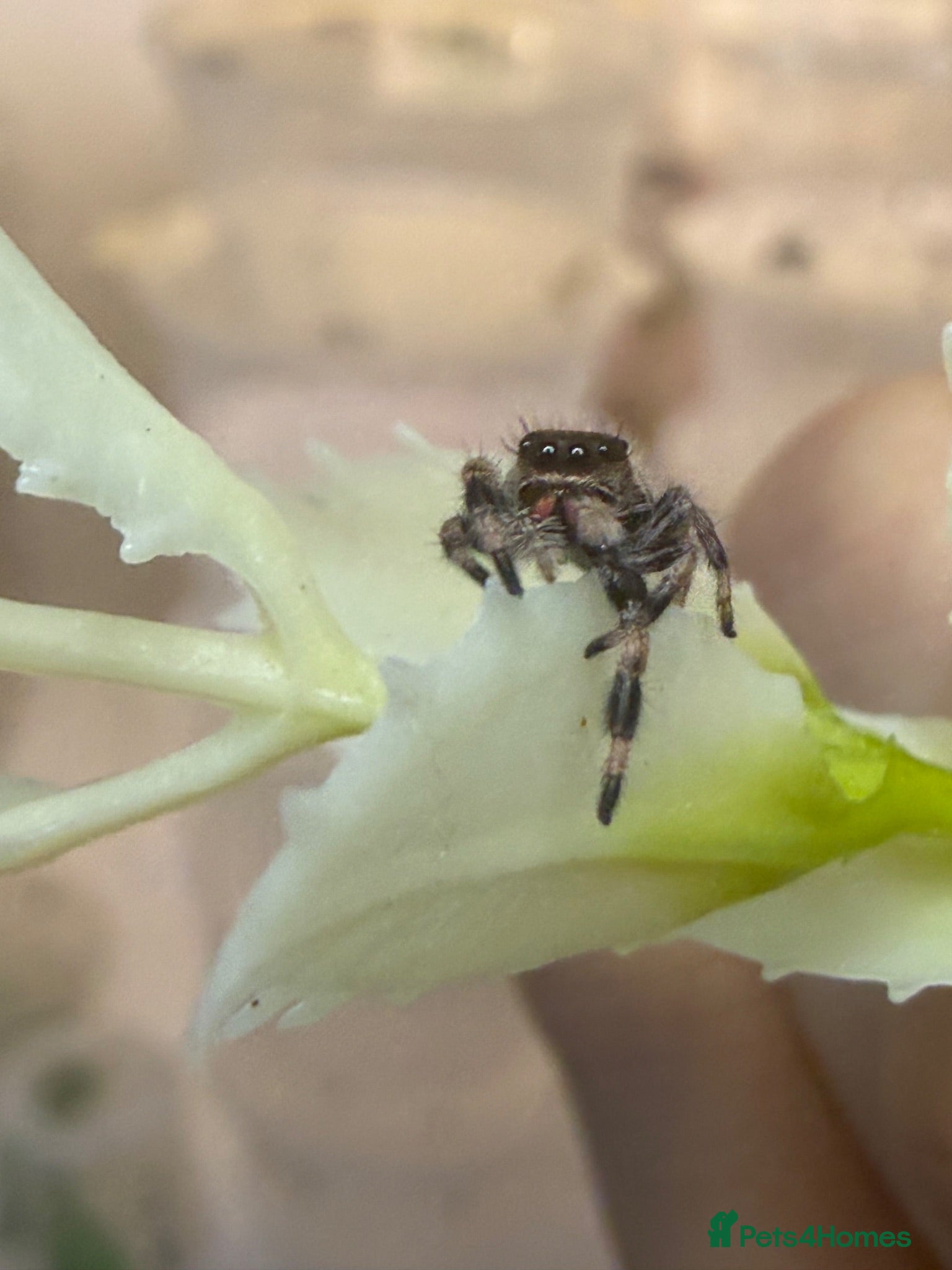Spiders invertebrates Apalachicola Jumping spider  - Advert 4