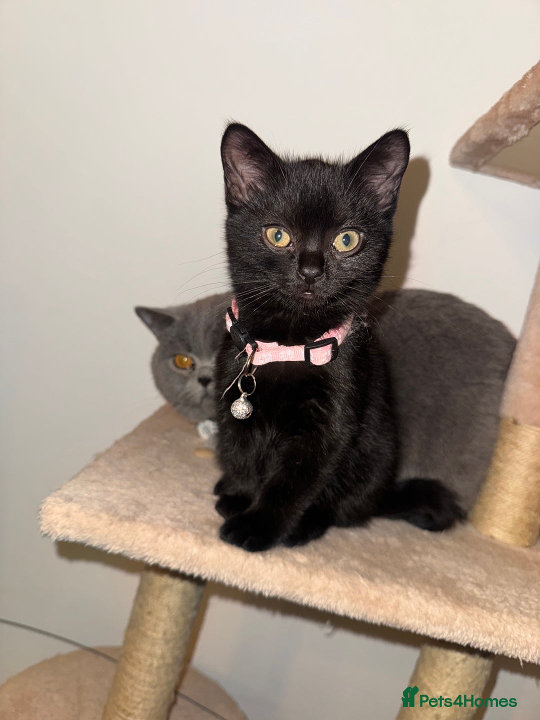 British Shorthair cats for sale: Cutie - Advert 3