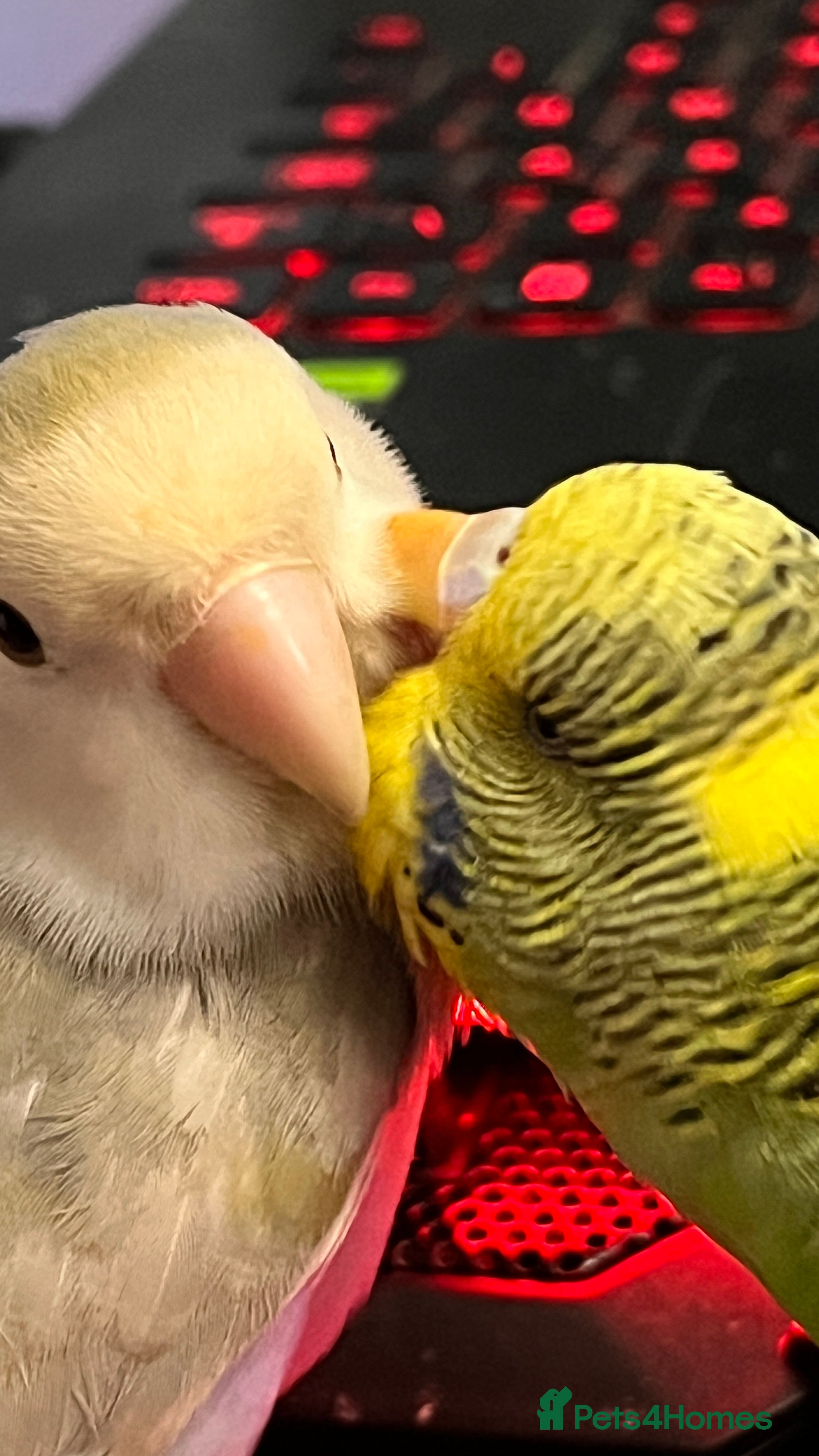 Lovebirds birds Bonded Budgie and Lovebird for sale - Advert 16