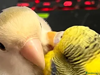 Lovebirds birds Bonded Budgie and Lovebird for sale - Advert 18