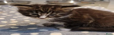 Maine Coon Kitten 3