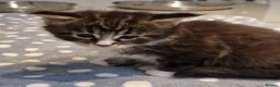Maine Coon cats for sale: Pedigree XXL mainecoon kittens  - Advert 23