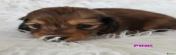 Miniature Dachshund dogs for sale: STUNNING KC SHADED RED LONG HAIR - Advert 19