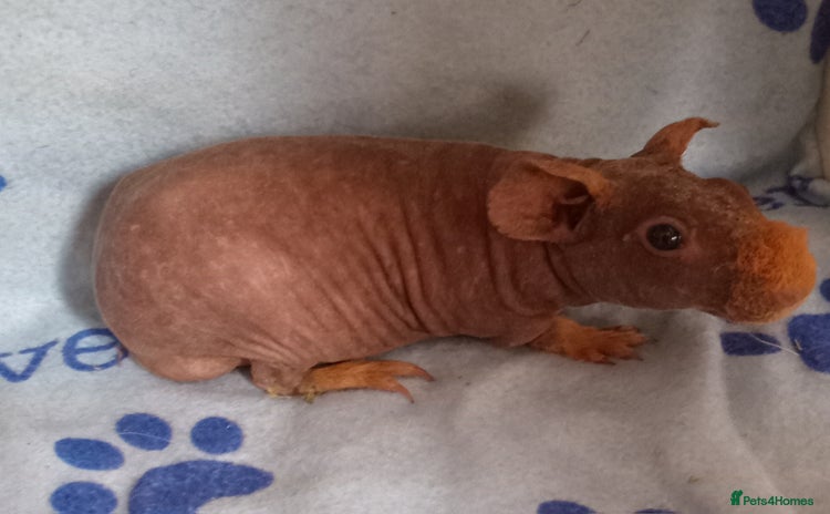 Guinea Pig rodents - Advert 9