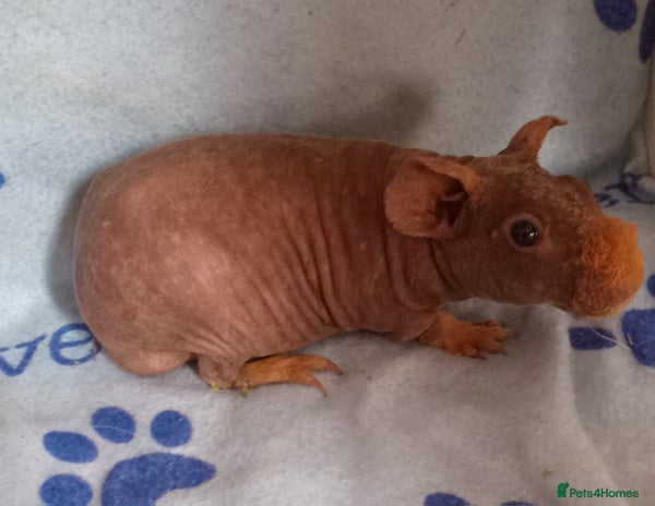 Guinea Pig rodents - Advert 8
