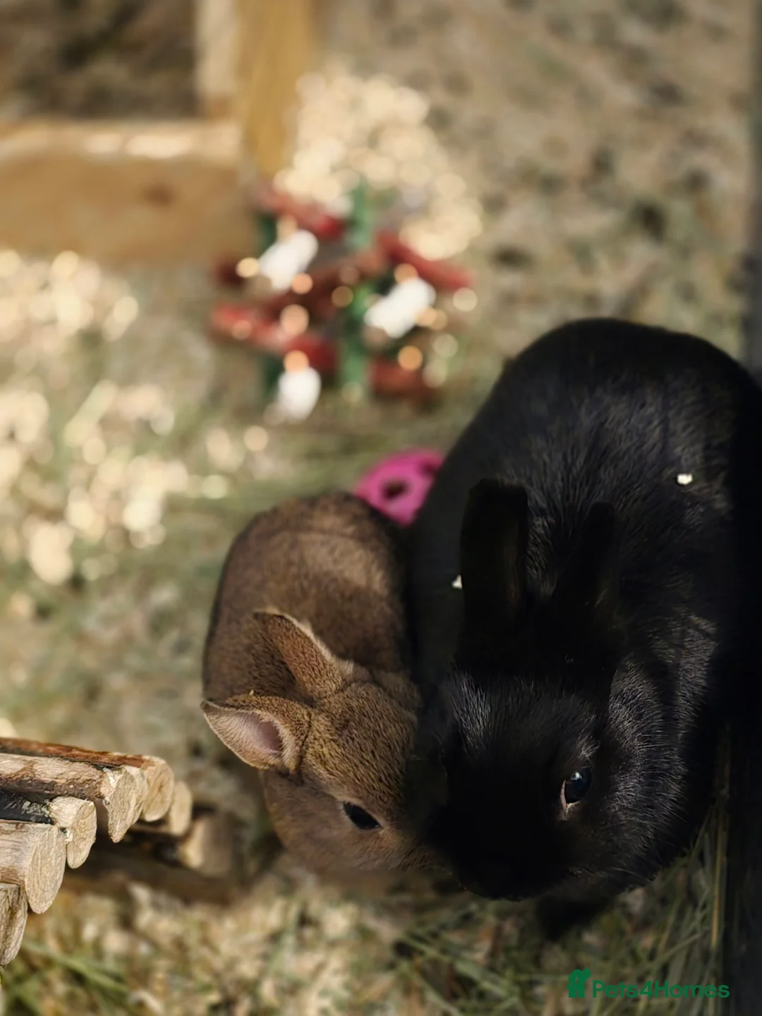 Netherland Dwarf rabbits for sale: Netherland dwarf bunnies  - Advert 2