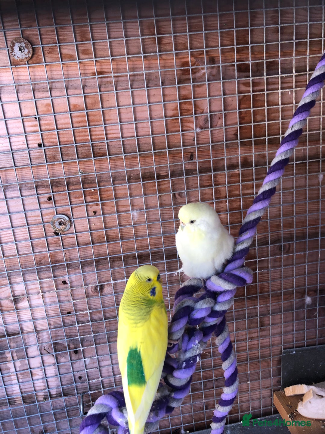 Budgerigars birds for sale: Budgies pair - Image 3