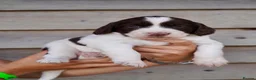 Springador dogs for sale: Beautiful Puppies For Sale  in Henfield - Advert 10